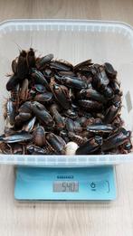 500 gram Blaptica dubia (Argentijnse kakkerlakken), Dieren en Toebehoren, Ophalen, Nieuw, Overige typen