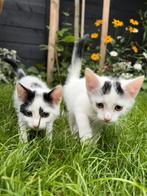 2 mooie Europese korthaar kittens te koop, Dieren en Toebehoren, Meerdere dieren, Kortharig, 0 tot 2 jaar