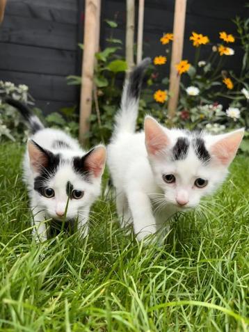 2 mooie Europese korthaar kittens mogen nest verlaten beschikbaar voor biedingen