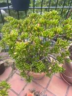 Crassula Hobbit, Ophalen, Vetplant, In pot, Minder dan 100 cm