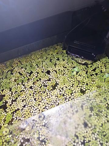 Spirodela polyrhiza/ drijfplantjes beschikbaar voor biedingen