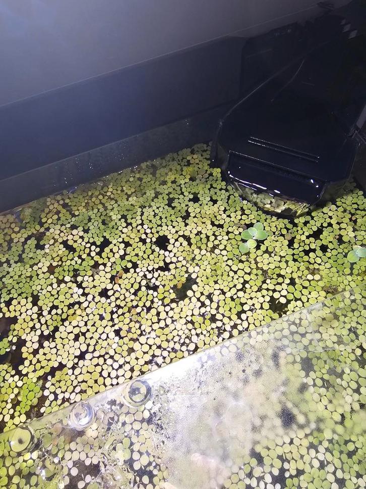 Spirodela polyrhiza/ drijfplantjes, Dieren en Toebehoren, Vissen | Aquaria en Toebehoren, Nieuw, Plant(en), Steen of Hout, Ophalen