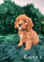 Cavapoo - Laatste puppy beschikbaar, Dieren en Toebehoren, Honden | Chihuahua's en Gezelschapshonden, Overige rassen, CDV (hondenziekte)