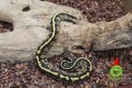 python regius butter confusion vrouw nk 2023, Dieren en Toebehoren, Slang, 0 tot 2 jaar, Tam