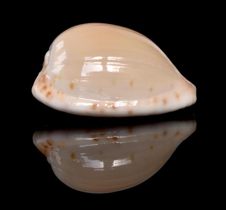 Schelpen: Cypraea algoensis 20,8mm (F+++/Gem) Zuid-Afrika, Verzamelen, Mineralen en Fossielen, Schelp(en), Ophalen of Verzenden
