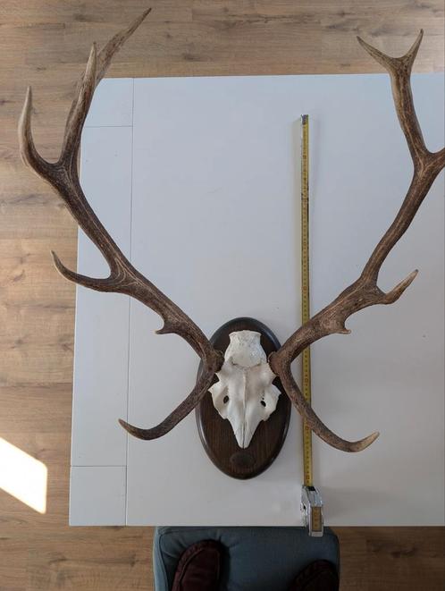 Edelhert Gewei Trofee op Schild - Prachtig Jachtitem, Antiek en Kunst, Antiek | Overige Antiek, Ophalen