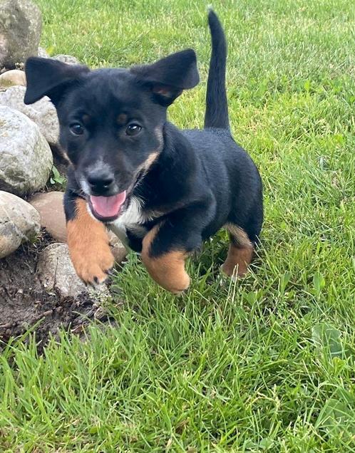 Jackrussel pups mogen het nest verlaten, Dieren en Toebehoren, Honden | Jack Russells en Terriërs, Meerdere dieren, Jack Russell Terriër