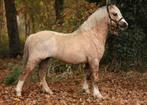 Prachtige Welsh A pony’s, Dieren en Toebehoren, Merrie, Gechipt, 3 tot 6 jaar, C pony (1.27m tot 1.37m)