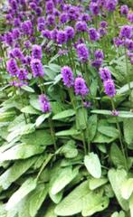 Mooie volle vaste planten/ grassen/ enz in 2 liter pot., Tuin en Terras, Planten | Tuinplanten, Ophalen
