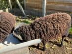 Ouessant ram stamboek zwart en wit, Mannelijk, Schaap
