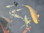 Japanse Koi's, Dieren en Toebehoren, Vissen | Vijvervissen, Karper of Koi