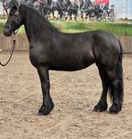 Mooie Friese merrie werkwillig en braaf onder het zadel., Dieren en Toebehoren, Paarden, Merrie, 160 tot 165 cm, Recreatiepaard