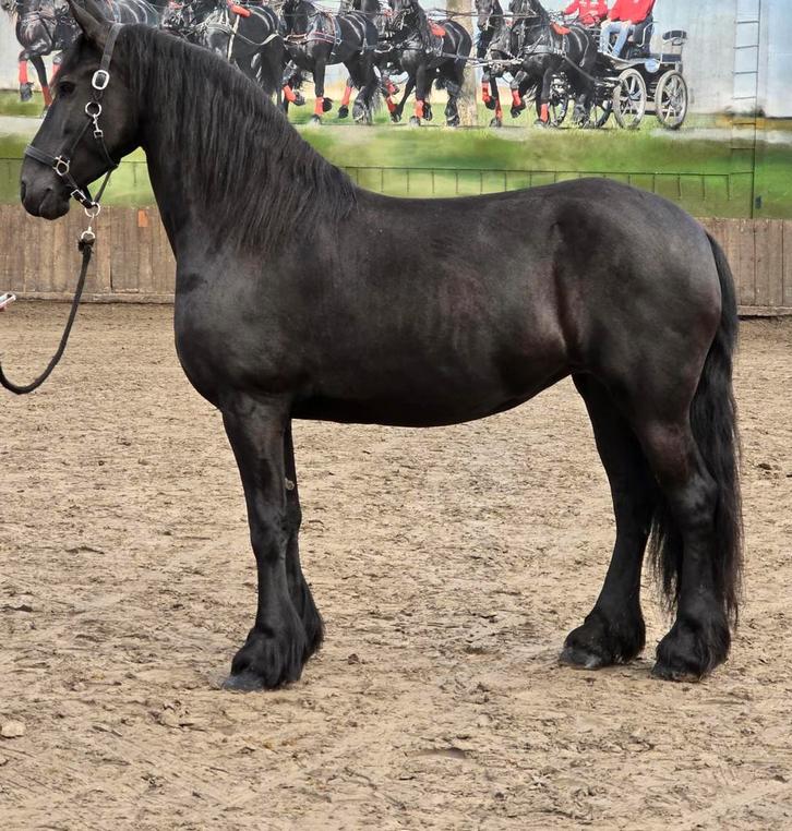 Mooie Friese merrie werkwillig en braaf onder het zadel., Dieren en Toebehoren, Paarden, Merrie, 160 tot 165 cm, Recreatiepaard