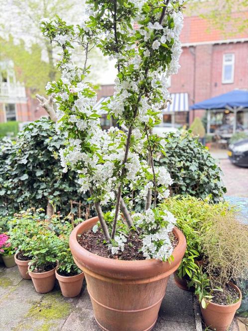 Malus Appel in Doppio pot, Tuin en Terras, Planten | Fruitbomen, Appelboom, 100 tot 250 cm, Lente, In pot, Ophalen