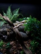 Rattenslang (Snow) Pantherophis guttatus, Dieren en Toebehoren, Reptielen en Amfibieën, Slang, 3 tot 6 jaar