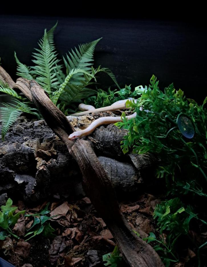 Rattenslang (Snow) Pantherophis guttatus