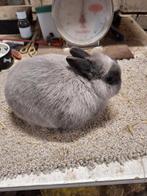 Kleurdwerg ram, Dieren en Toebehoren, Konijnen, Mannelijk, Dwerg