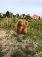 Toy poedel dekreu met F.C.I stamboom, Dieren en Toebehoren, Particulier, Rabiës (hondsdolheid), Reu, 1 tot 2 jaar