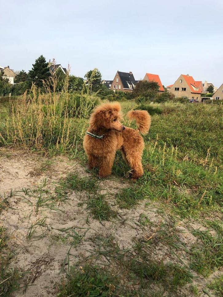 Toy poedel dekreu met F.C.I stamboom, Dieren en Toebehoren, Honden | Dekreuen, Reu, Particulier, Eén hond, Buitenland, 1 tot 2 jaar