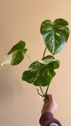Goed gewortelde Monstera Variegata stek, Huis en Inrichting, Kamerplanten, Ophalen, Halfschaduw, Minder dan 100 cm