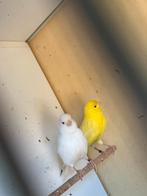 TT WAARDIG. Koppel kanaries, Dieren en Toebehoren, Vogels | Kanaries, Meerdere dieren, Kleurkanarie