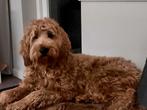 Dekreu (half australian) labradoodle 58cm fleecevacht, Reu, CDV (hondenziekte), 1 tot 2 jaar, Eén hond