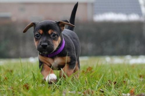 Jack Russell pups, Dieren en Toebehoren, Honden | Jack Russells en Terriërs, Teef, Jack Russell Terriër, Particulier, Meerdere