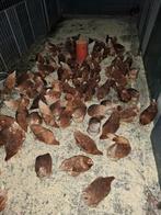 Grote keuze uit allerlei legkippen, sier- en krielkippen, Dieren en Toebehoren, Vrouwelijk, Kip