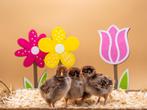 Barnevelder baby kuikens hennetjes, gesekst en ingeënt, Dieren en Toebehoren, Pluimvee, Vrouwelijk, Kip