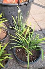 knoflookbieslook/chinese/bieslook/kruiden/tuin/bloempotten, Ophalen, Zomer, Overige soorten, Halfschaduw