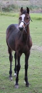 Mega lief merrie veulen, Merrie, Dressuurpony, Niet van toepassing, 0 tot 2 jaar