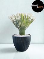 Yucca rostrata compleet in betonlook pot, Verzenden, Overige soorten, Volle zon