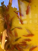 Sluierstaarten / Goudvissen / Shubunkins, Dieren en Toebehoren, Vissen | Vijvervissen, Overige soorten