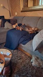 Honden opvang aangeboden