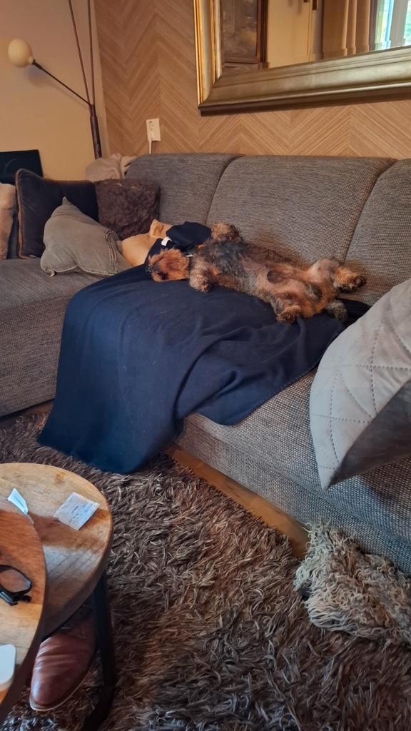 Honden opvang aangeboden, Diensten en Vakmensen, Dieren | Honden | Verzorging, Oppas en Les