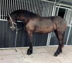 Friese merrie 1,5 jaar, Merrie, Recreatiepaard