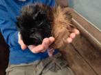 Jonge lieve cavia borstel beertjes, Dieren en Toebehoren, Cavia, Mannelijk, Tam, Oktober