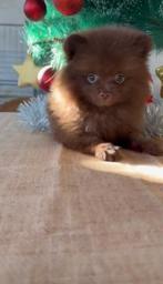 Pomeriaan Reutjes Pups Chocolate, Dieren en Toebehoren, Honden | Poolhonden, Keeshonden en Oertypen, Rabiës (hondsdolheid), 8 tot 15 weken