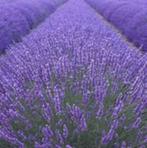 Lavandula (lavendel) in diverse soorten/kleuren/maten pot, Tuin en Terras, Ophalen, Eenjarig, Overige soorten, Halfschaduw