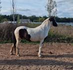 D pony Tinker/paint - recreatie, Dieren en Toebehoren, Ruin, Zadelmak, Recreatiepony, D pony (1.37m tot 1.48m)
