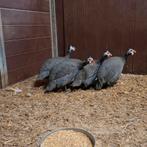 4 parelhoenders, Dieren en Toebehoren, Pluimvee