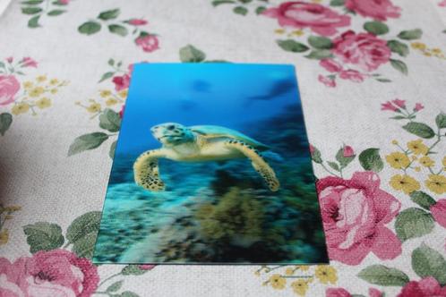 3D Stereo Postkaart - Hawksbill Turte Schildpad onder Water, Verzamelen, Ansichtkaarten | Dieren, Ongelopen, 1980 tot heden, Waterdier