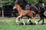 Hengstveulen Barton VDL x Charmeur, Dieren en Toebehoren, Paarden, Minder dan 160 cm, Niet van toepassing, Dressuurpaard, 0 tot 2 jaar