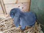 Franse hangoor rammetje, Dieren en Toebehoren, Konijnen, Mannelijk, Groot, Hangoor, 0 tot 2 jaar