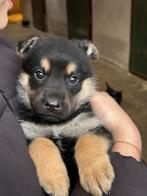 Mooie lieve Duitse herder pups, Dieren en Toebehoren, Honden | Herdershonden en Veedrijvers, 8 tot 15 weken, Meerdere, Meerdere dieren