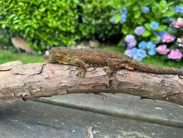 1.1 mniarrogekko chahoua beschikbaar voor biedingen