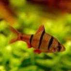 vijfstreep barbeel €2,50, Dieren en Toebehoren, Vissen | Aquariumvissen, Vis, Zoetwatervis