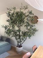 Kunst olijfboom, Ophalen, Nieuw, Binnen