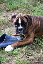 Duitse boxer pups voor 2 reutjes, Dieren en Toebehoren, Rabiës (hondsdolheid), Overige rassen, 8 tot 15 weken, Meerdere