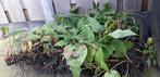 Persicaria amplexicaulis, Tuin en Terras, Planten | Tuinplanten, Zomer, Overige soorten, Ophalen, Volle zon